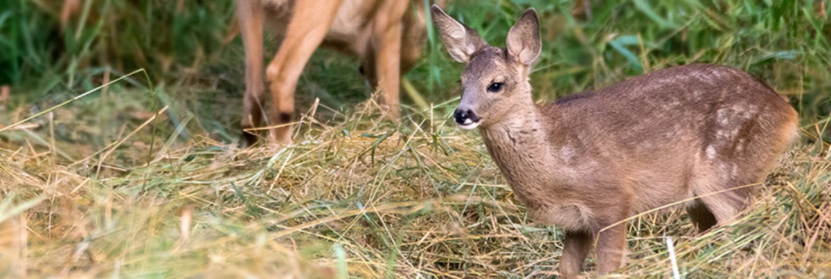 Reh 999x336